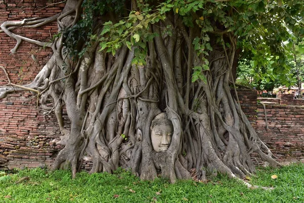 View Lord Buddha Statue Head Sits Growing Banyan Tree Roots — Stock Photo, Image