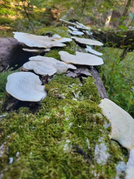 蘑菇沿着一根旧圆木流下来 — 图库照片