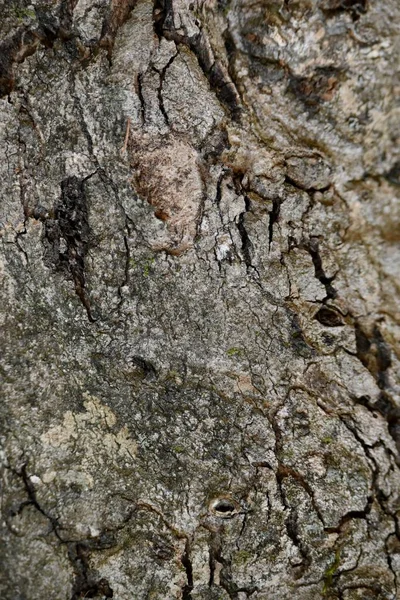 Вертикальный Снимок Сломанной Текстуры Коры Дерева — стоковое фото