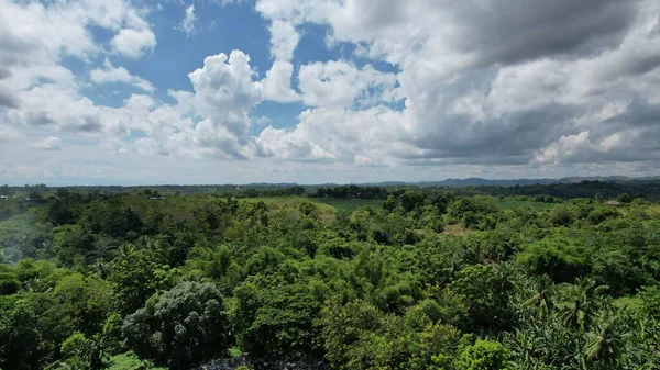 Pemandangan Udara Hutan Dengan Pepohonan Lebat — Stok Foto