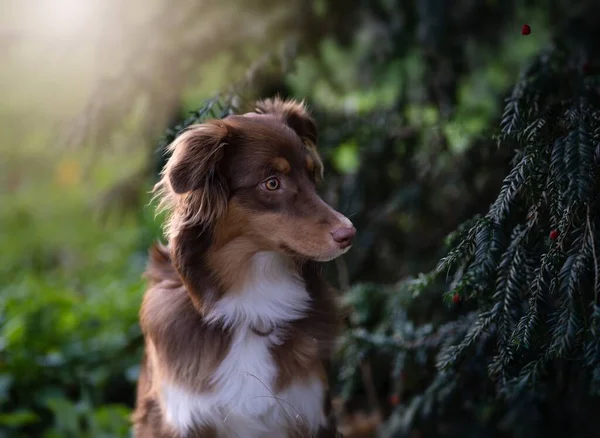 Ένα Όμορφο Αφράτο Αυστραλιανό Ποιμενικό Σκυλί Στο Πράσινο Δάσος — Φωτογραφία Αρχείου