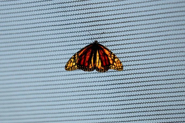 Μια Πεταλούδα Backlit Monarch Σκαρφαλωμένη Μεταλλική Αλυσίδα — Φωτογραφία Αρχείου