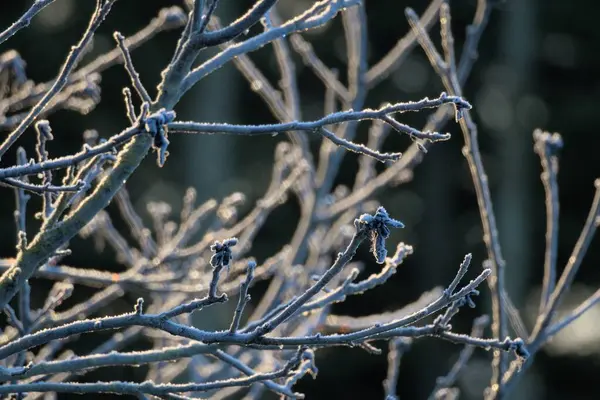 Eine Nahaufnahme Frostiger Äste — Stockfoto