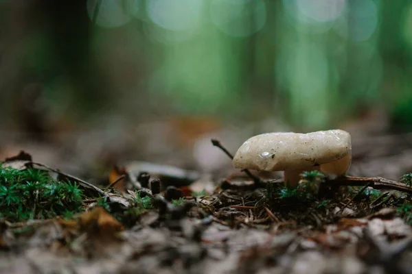 Shallow Focus Shot Agaricus Bisporus Mushroom Wet Ground Rain Forest — Stock Photo, Image