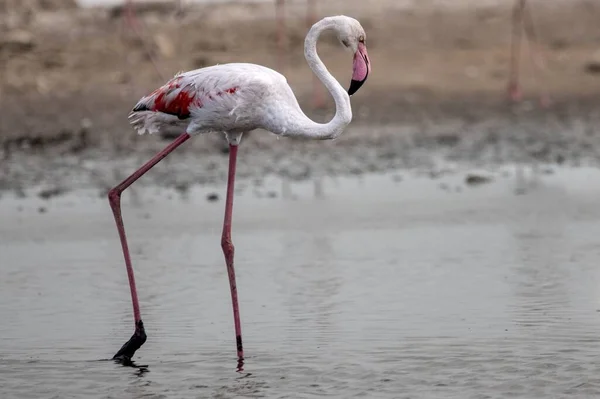 Розовый Фламинго Блуждающий Воде — стоковое фото