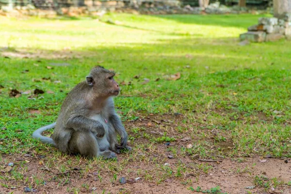 캄보디아 렙에서 원숭이 — 스톡 사진