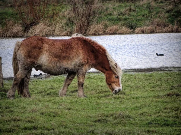 美丽的棕色设得兰小马在小湖边绿色草原上吃草的侧视图 — 图库照片
