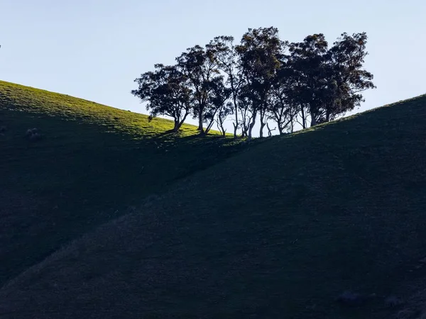 Alberi Silhouette Retroilluminati Nella Fenditura Una Linea Cresta Verde Collina — Foto Stock