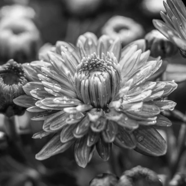 柔らかいぼやけた背景に菊の花のグレースケールショット — ストック写真