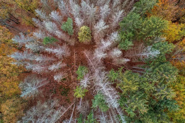 Una Vista Aerea Una Foresta Con Alberi Colorati Intorno Solingen — Foto Stock