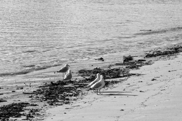Серебряные Чайки Пляже Рядом Кэрнсом Квинсленде Австралия — стоковое фото