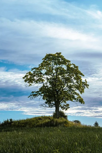 Klon Zielony Drzewo Trawnikach Trawy Pod Błękitnym Niebem Vestoppland Norwegia — Zdjęcie stockowe