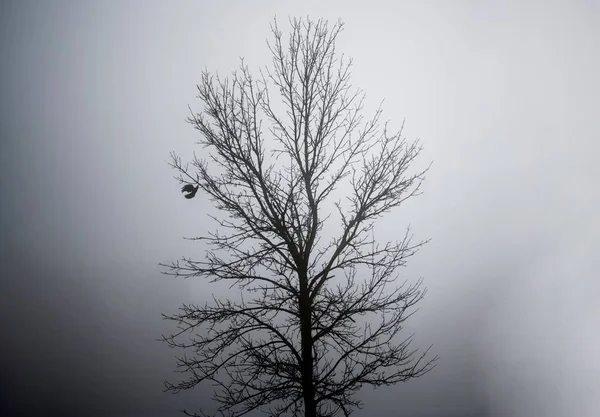 Nahaufnahme Eines Einzelnen Blätterlosen Baumes Nebel — Stockfoto
