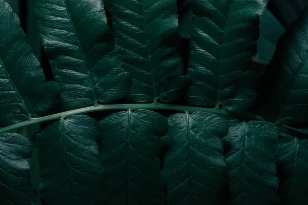 Крупним Планом Темно Зелене Листя Рослини Папороті — стокове фото