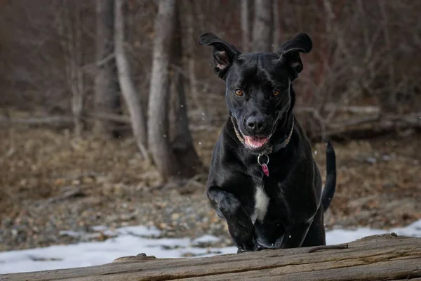 公園で丸太の上を飛び越えるかわいい黒いラブラドールのレトリバー犬 — ストック写真