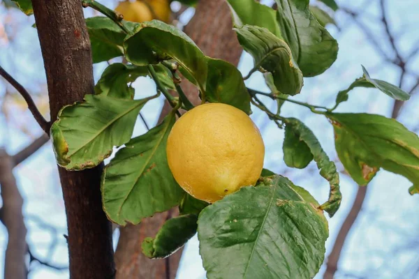 ツリーの上に緑の葉とふっくらした黄色のレモン — ストック写真