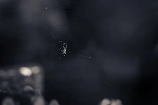 一个有着深色背景的蜘蛛网的美丽的特写 — 图库照片