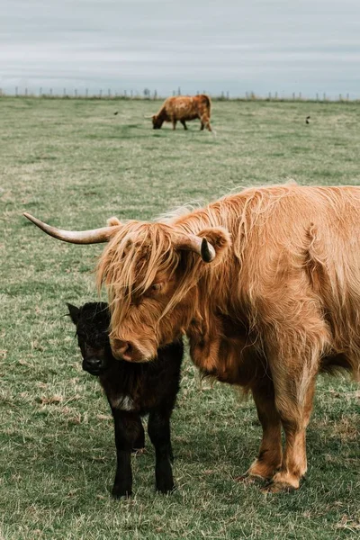 Las Vacas Las Highlands Escocia —  Fotos de Stock