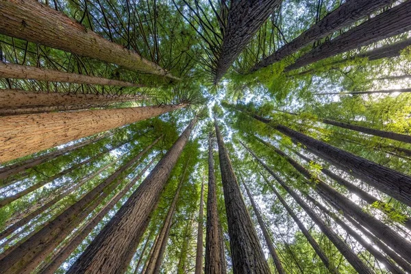 高耸在树冠上的加利福尼亚红杉树树干的纹理 — 图库照片
