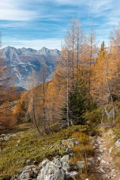 Wandelpad Door Sinaasappel Herfst Lariks Bomen Het Zwitserse Gebergte Balavaux — Stockfoto
