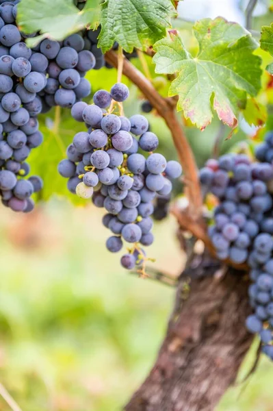 Een Verticaal Schot Van Verse Rijpe Heerlijke Trossen Druiven Opknoping — Stockfoto