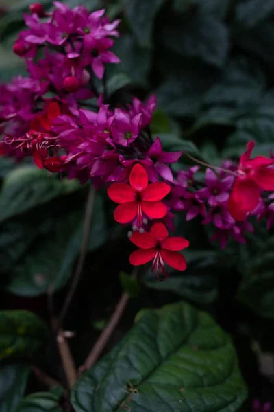 Una Toma Vectorial Las Flores Glorybower — Foto de Stock