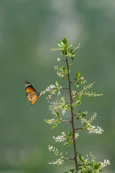 タウニー コスター アクレア テルピスコア インドの美しい蝶 — ストック写真