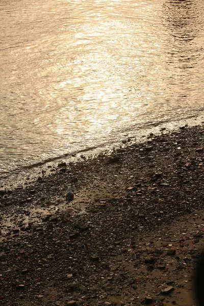 Vertical Shot Shore Small Rocks Water Surface Golden Light — Stock Photo, Image