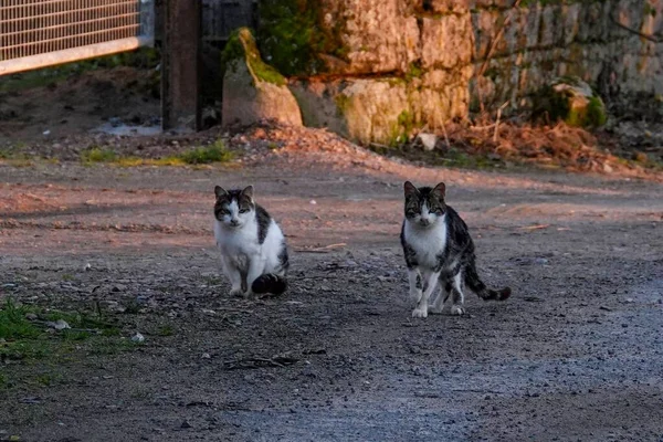 A closeup of two cats walking on a ground
