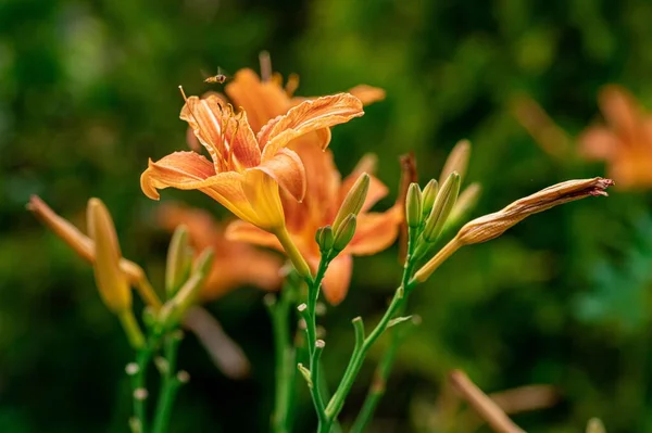 Selektywne Ujęcie Ostrości Pomarańczowych Kwiatów Lilii Ogrodzie Rozmytym Zielonym Tle — Zdjęcie stockowe