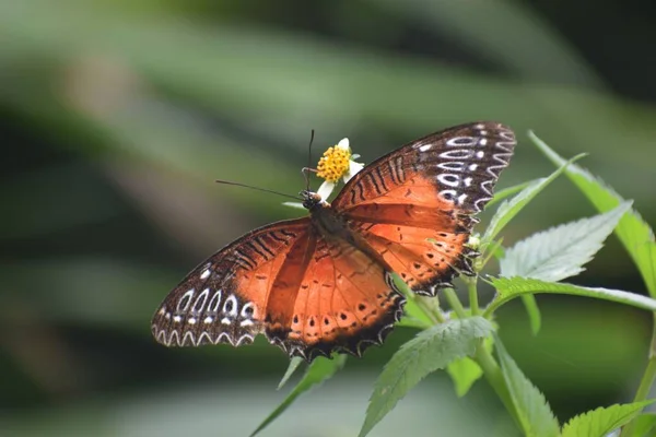 Nahaufnahme Eines Roten Schmetterlings Auf Einer Pflanze — Stockfoto