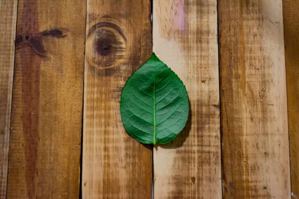 Overhead Shot Green Leaf Mahogany Backdrop — Stock Photo, Image