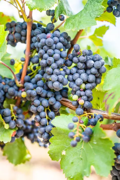 Vertical Shot Fresh Ripe Delicious Bunches Grapes Hanging Vine Vineyard — Stock Photo, Image