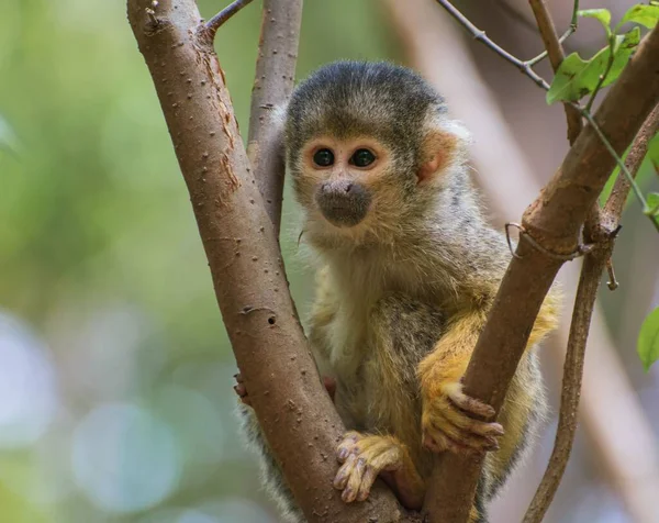 Cute Central American Squirrel Monkey Tree Branch — Stock Photo, Image