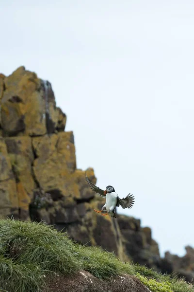 在冰岛的一个岩石悬崖上 一只海雀在空中着陆的垂直镜头 — 图库照片