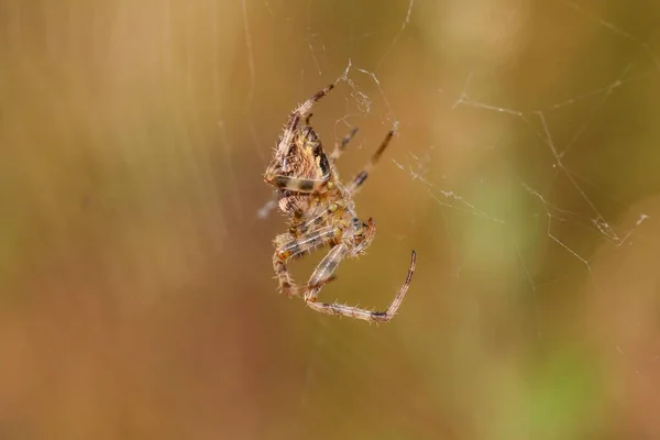 Detailní Záběr Evropského Zahradního Pavouka Webu Poli Rozmazaným Pozadím — Stock fotografie