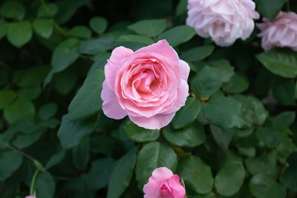 Pink Rose Close Shot — Stock Photo, Image