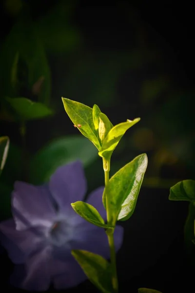 Вертикальний Знімок Квітучого Саду Білого Листка — стокове фото