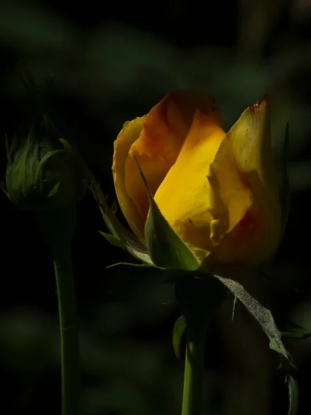 一只黄色玫瑰花蕾的特写 — 图库照片