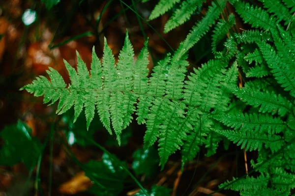 雨の後の森の中の湿った明るい緑のシダ — ストック写真