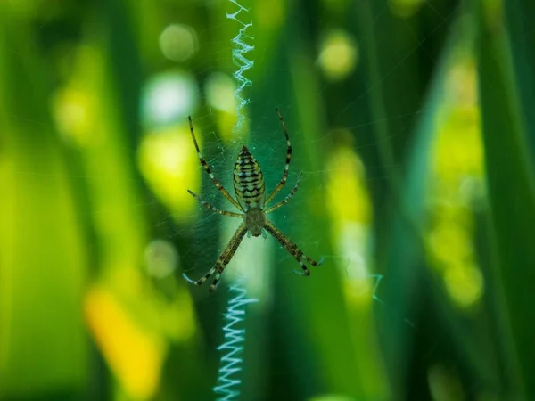 Psaný Pavouk Uprostřed Pavučiny Zelených Listech Rostliny — Stock fotografie