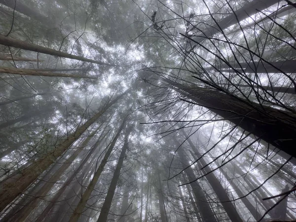 Floresta Alta Enevoada Olhar Através Nevoeiro Até Copa Árvore — Fotografia de Stock