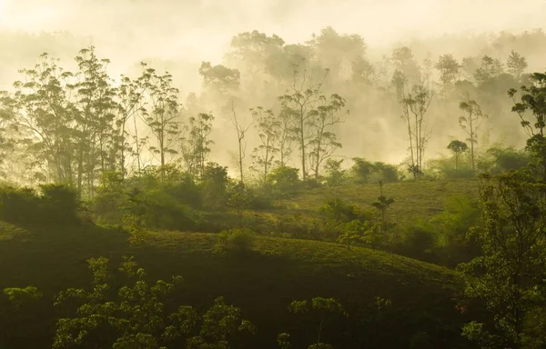 Eine Wunderschöne Landschaft Von Nilgiris Die Grüne Natur Einem Nebligen — Stockfoto