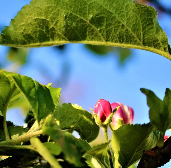 Крупный План Европейского Крабового Яблока Цветущего Саду — стоковое фото