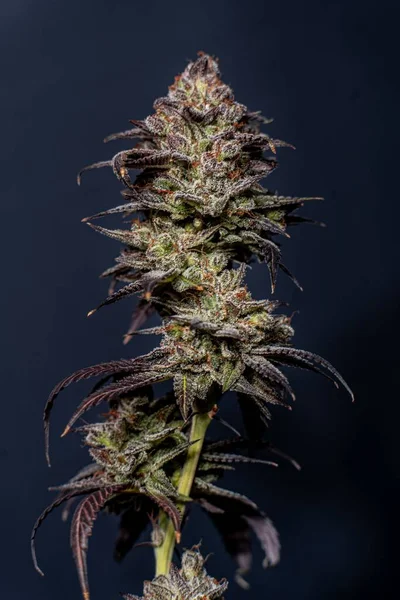 Een Verticale Opname Van Een Bloeiende Kush Cannabisplant Een Donkere — Stockfoto