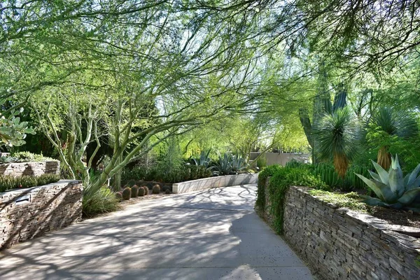 Peaceful Shady Walkway Lush Desert Plants — Stock Photo, Image