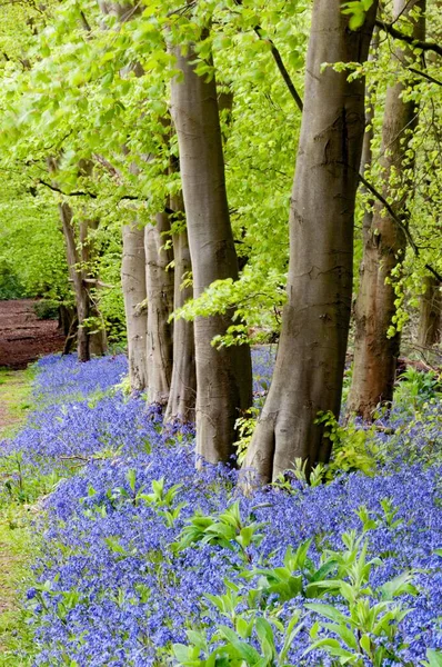 Blaue Glocken Wald — Stockfoto