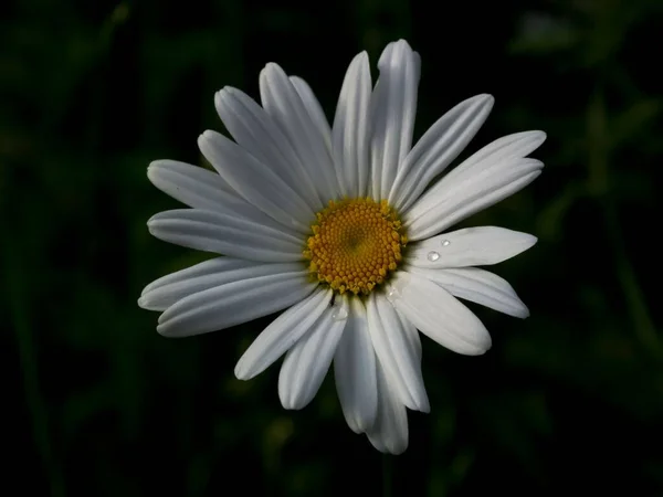 Een Closeup Van Een Witte Madeliefje Bloem Binnen Tuin — Stockfoto