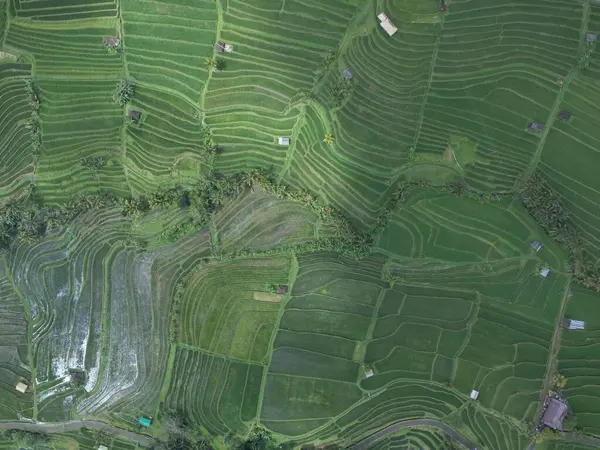 Luftaufnahme Von Gepflügten Grünen Feldern Die Territorien Unterteilt Sind — Stockfoto