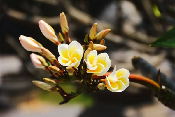 Eine Nahaufnahme Blühender Gelber Plumeria Blumen — Stockfoto